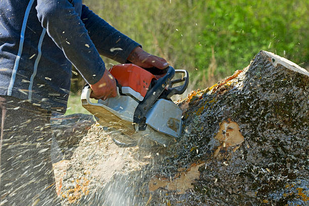 Best Tree Maintenance Programs  in Hartley, CA